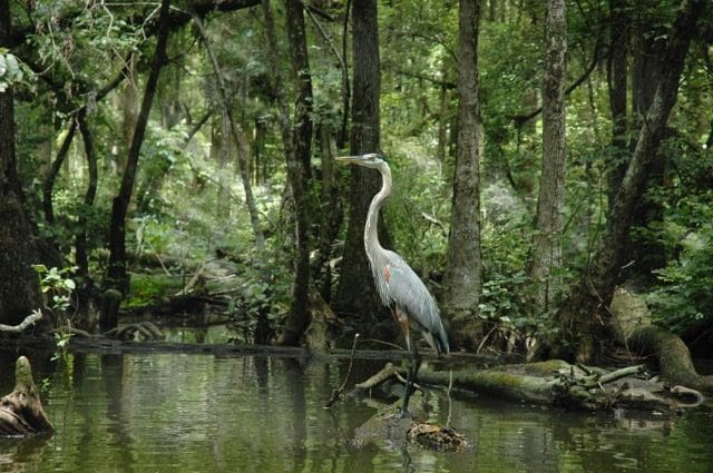 A bird standing in the water near some trees.