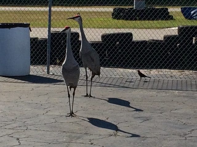Two birds walking on a sidewalk near a fence.