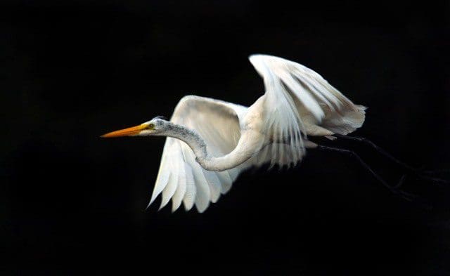 A white bird flying in the dark with its wings spread.