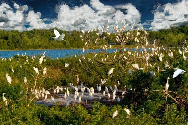 A flock of birds flying over trees near water.