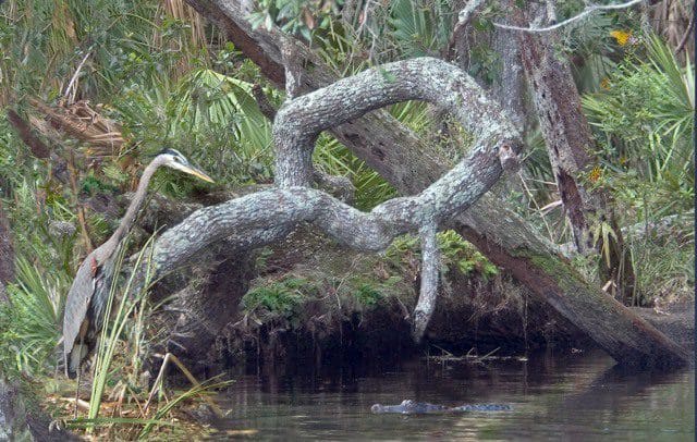 A tree branch in the middle of water