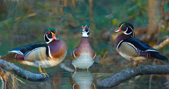 Three ducks are standing in water near a tree.