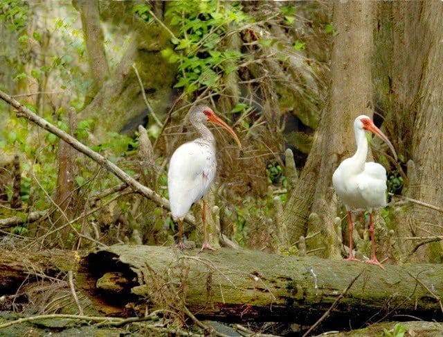 Two white birds standing on a tree branch.