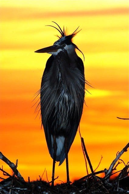 A black bird standing on top of a tree branch.