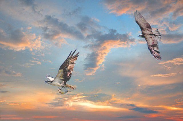 Two birds flying in the sky at sunset.