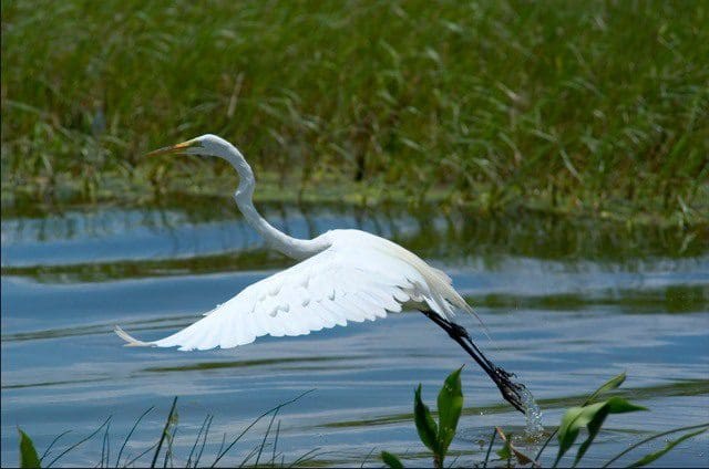 A white bird flying over the water near some grass.
