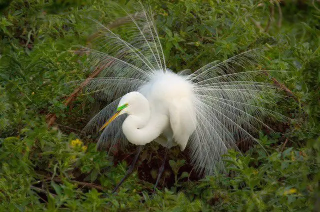 A white bird with long feathers is standing in the grass.