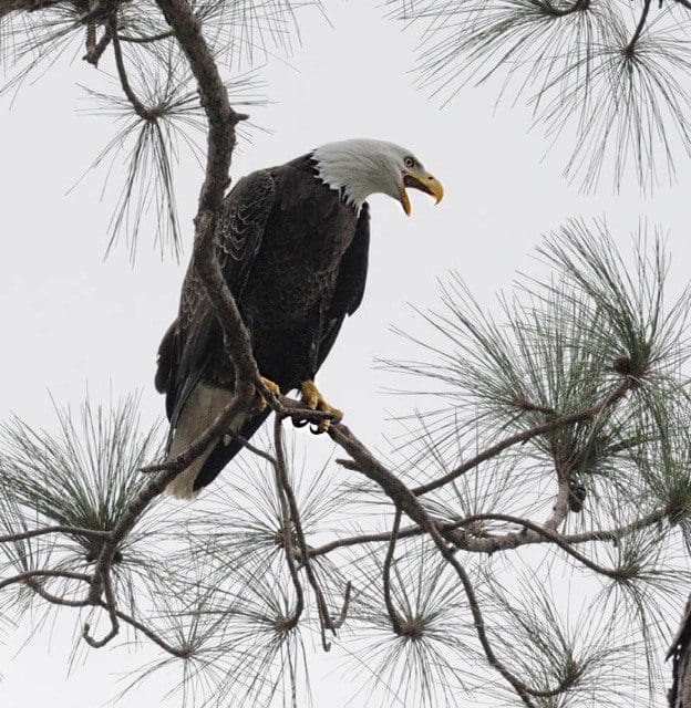 A bald eagle perched on top of a tree branch.