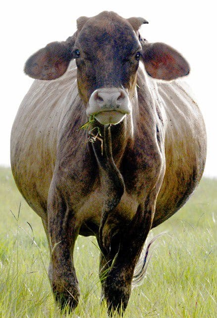 A cow standing in the grass with its head down.