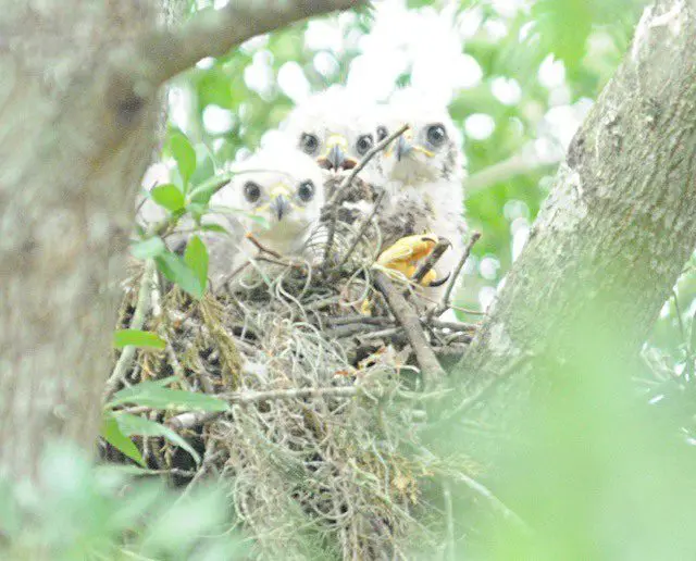 A group of owls sitting in the nest.