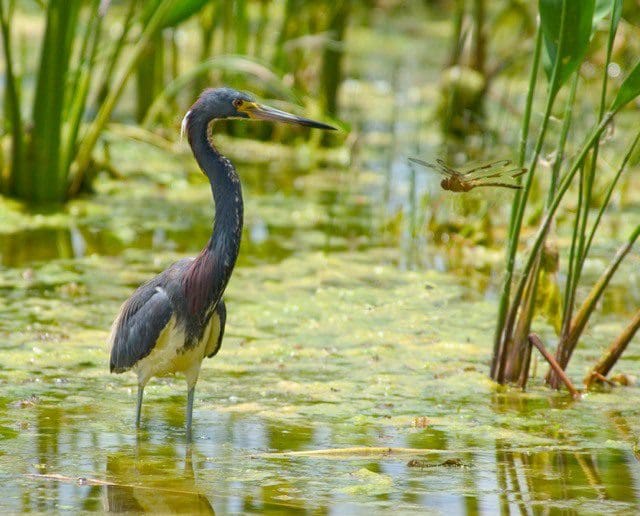 A bird standing in the water near some plants.