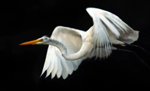 A white bird flying in the air with its beak open.