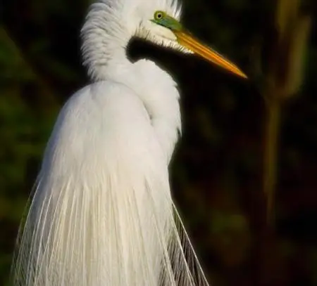 A white bird with long feathers standing in the grass.