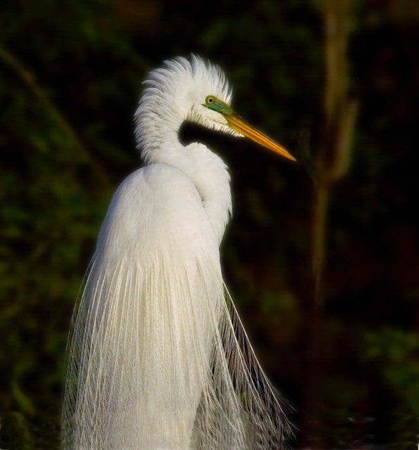 A white bird with long feathers standing in front of trees.