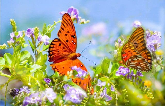 Two orange butterflies are sitting in a field of flowers.