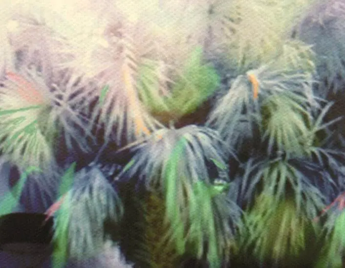 A blurry picture of some trees with green leaves.