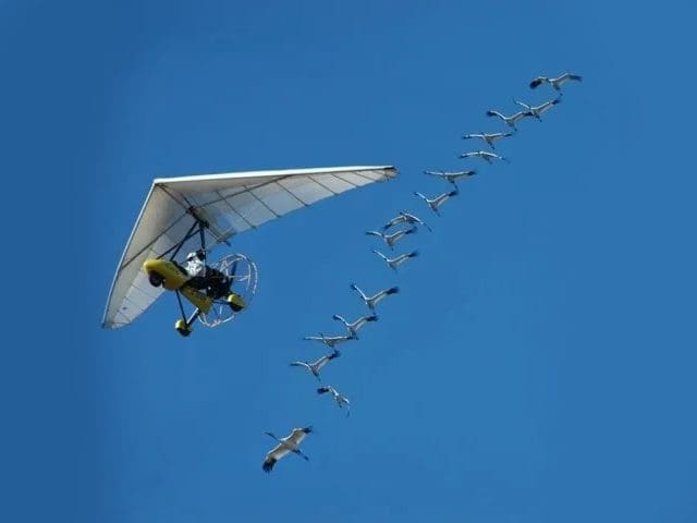 A flock of birds flying in the sky with a small plane.
