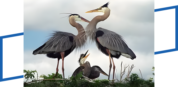 At Don Browning Art Studio, three majestic blue herons are perched on a branch.