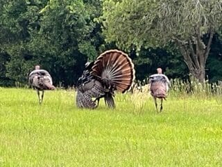 A group of turkeys standing in a grassy field near Daytona Speedway.