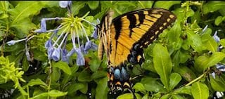A butterfly gracefully perches on a plant with vibrant blue flowers.