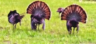 A group of turkeys is roaming in a grassy field.