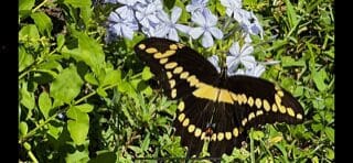 A black and yellow butterfly perched on a flower at Daytona Speedway.