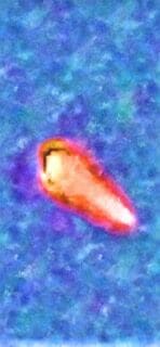 An image of an orange object floating in the water.